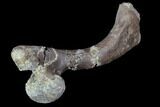 Cretaceous Fossil Turtle Humerus - Aguja Formation, Texas #88786-3